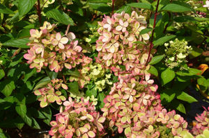 Obraz Hydrangea